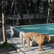 普吉島普吉島老虎王國游玩-普吉島老虎王國門票多少錢/價格表-團購票價預(yù)定優(yōu)惠-景點地址在哪里/圖片介紹/參觀預(yù)約/旅游游覽順序及注意事項/營業(yè)時間-】